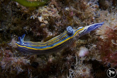 Hypselodoris villafranca from Spain