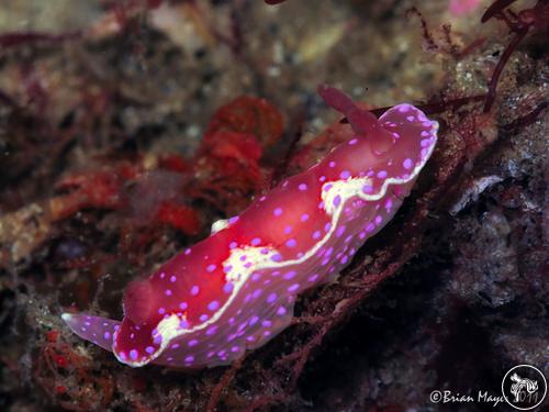 Digidentis arbuta from Australia