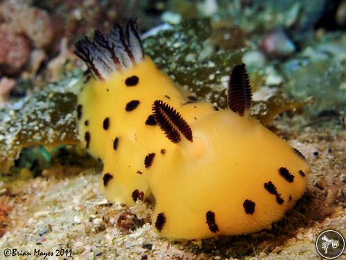 Jorunna sp. from Australia