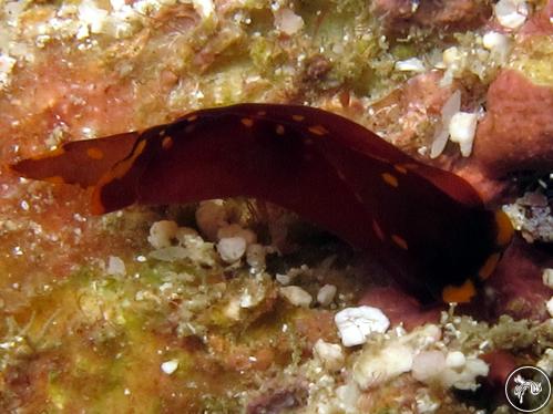 Chelidonura castanea from Watamu, Kenya