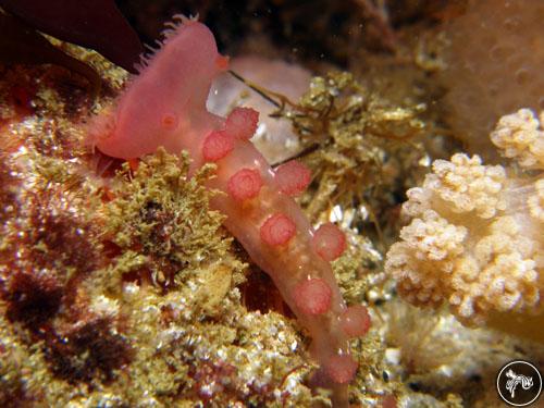 Melibe rosea from Cape Town, South Africa