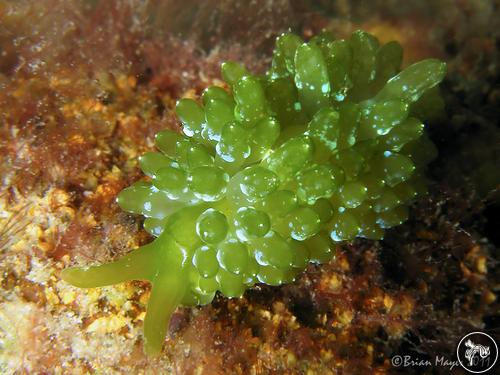 Stiliger smaragdinus from Port Phillip Bay, Australia