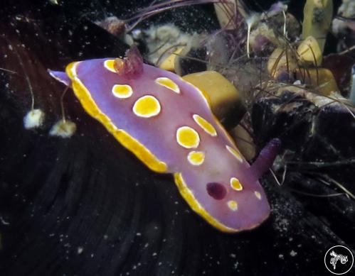 Felimida luteorosea from Italy