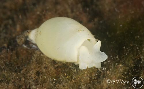 Volvatella sp. from Dauin, Philippines