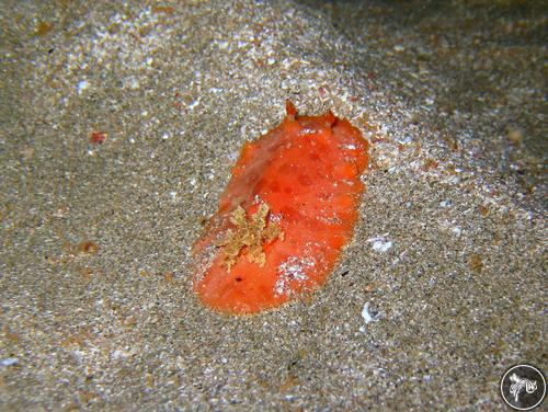 Platydoris angustipes from Puerto Rico