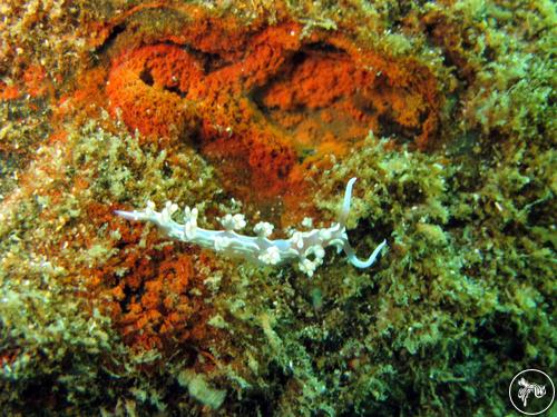 Flabellina engeli from Puerto Rico