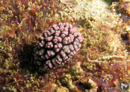 Phyllidiella cooraburrama from Malaysia