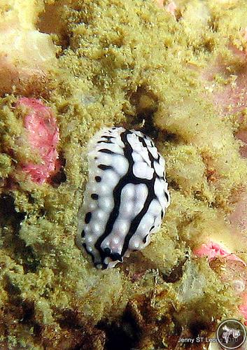 Phyllidiella granulata from Malaysia