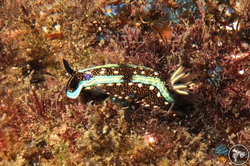 Hypselodoris agassizii from Costa Rica