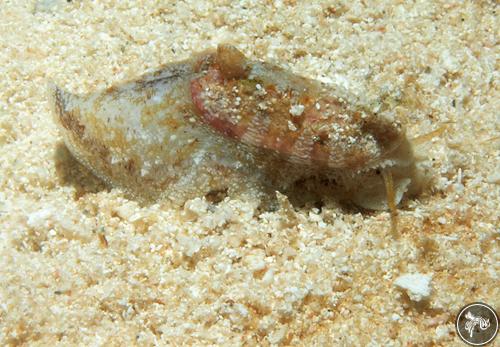 Stomatella sp. from Watamu, Kenya