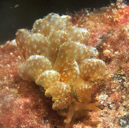 Cyerce pavonina from Watamu, Kenya