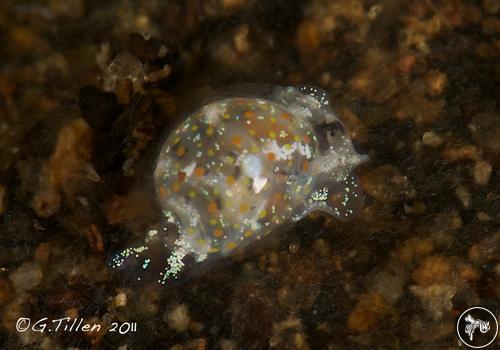 Haminoea ovalis from Dauin, Philippines