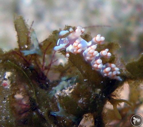 Flabellina engeli from Netherlands Antilles