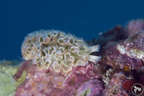 Elysia crispata from Mexico