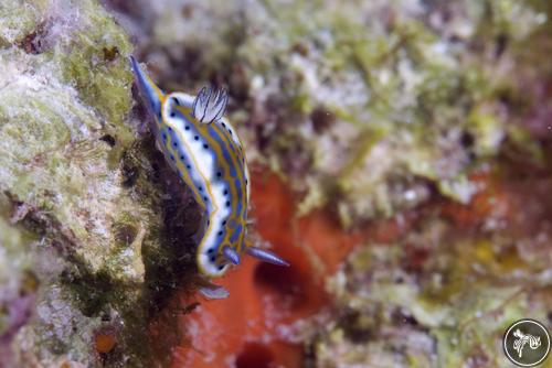 Hypselodoris acriba from Mexico