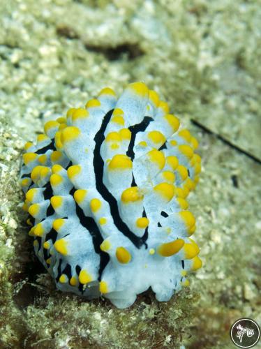 Phyllidia sp. from Australia