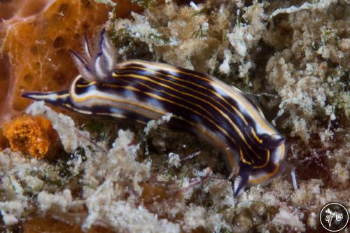 Hypselodoris ruthae from Saint Kitts And Nevis