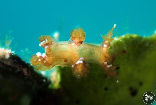 Hancockia sp. from Romblon, Philippines