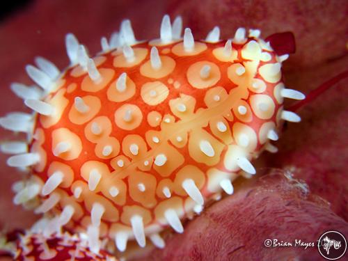 Diminovula bimaculata from Nelson Bay, Australia