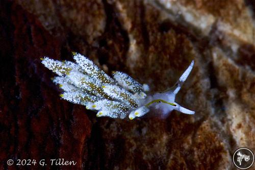 Stiliger sp. from Romblon, Philippines