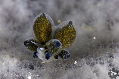 Ercolania endophytophaga from Romblon, Philippines