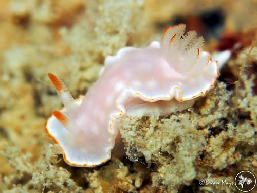 Ardeadoris carlsoni from Perhentian, Malaysia