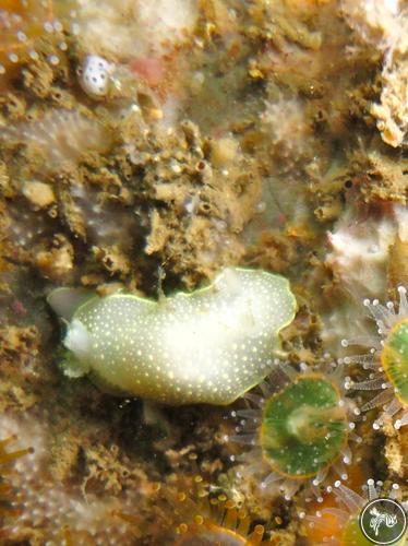 Cadlina laevis from Portugal