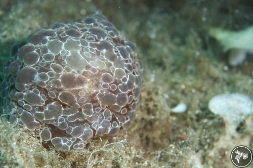 Berthella ocellata from Italy, Italy