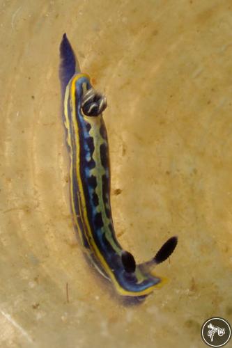 Hypselodoris midatlantica from Italy