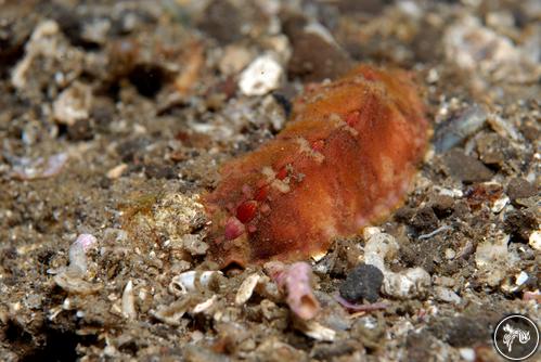 Cryptoplax sp. from Lembeh, Indonesia