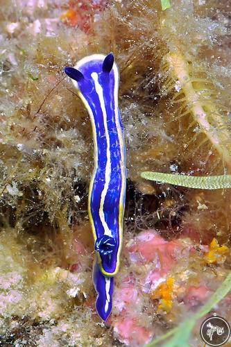 Hypselodoris midatlantica from Italy