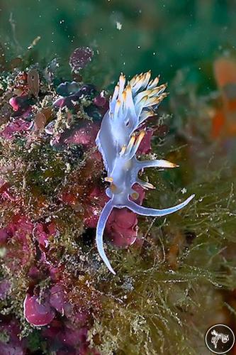 Flabellina babai from Italy