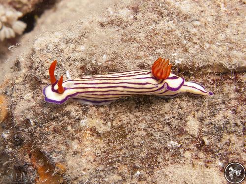 Hypselodoris whitei from Egypt