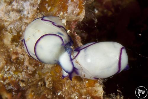 Haminoea cyanomarginata from Pantelleria, Italy