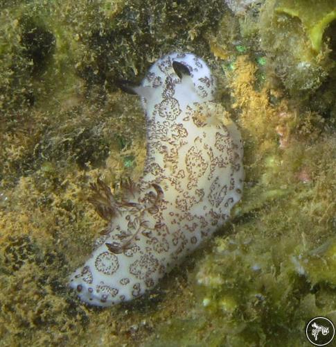 Jorunna funebris from New Caledonia