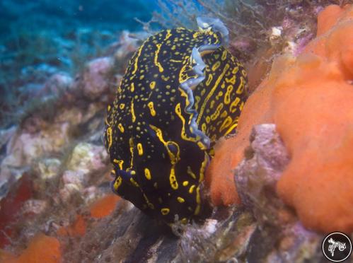 Hypselodoris picta from Portugal