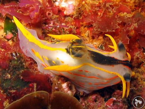 Polycera sp. from South Africa