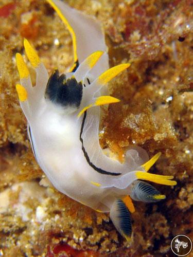 Polycera sp. from South Africa