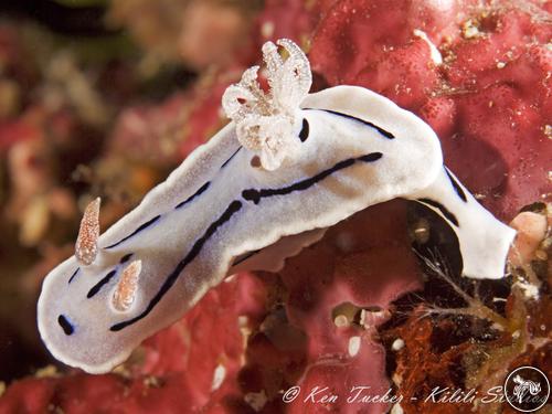 Chromodoris willani from Indonesia