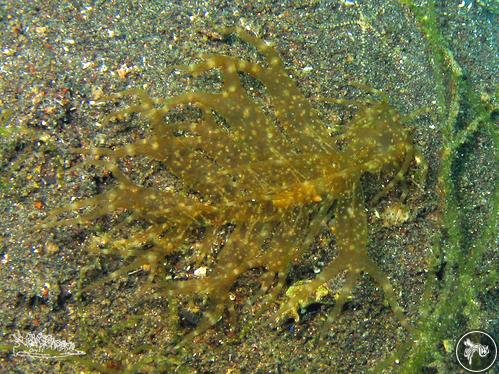 Melibe megaceras from Lembeh, Indonesia