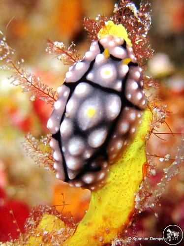 Phyllidia elegans from Philippines