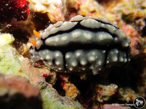 Phyllidia elegans from Philippines