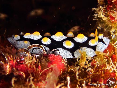 Phyllidia picta from Philippines