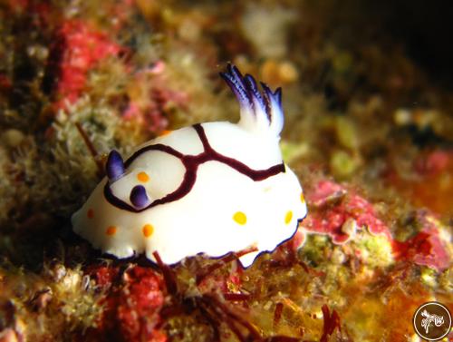 Goniobranchus annulatus from Oman