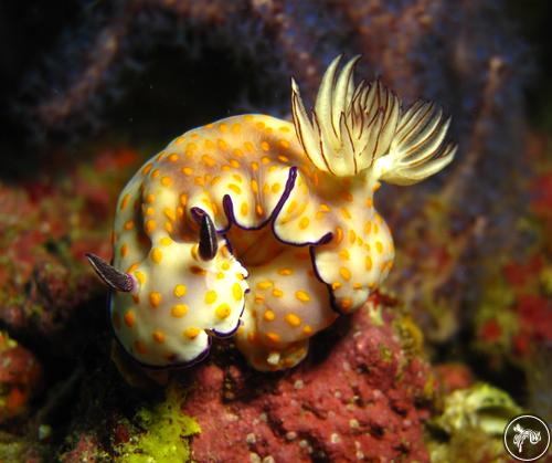 Hypselodoris pulchella from Oman