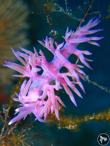 Flabellina affinis from Croatia