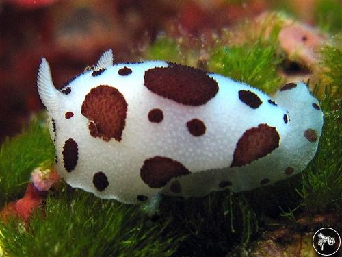 Peltodoris atromaculata from Croatia