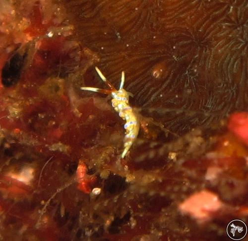 Trinchesia ornata from Thailand