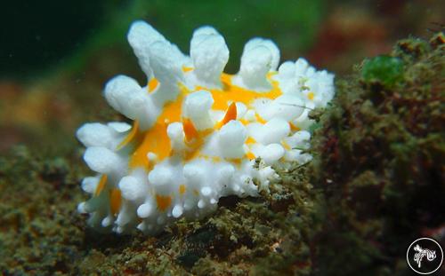 Phyllidia ocellata from Cambodia