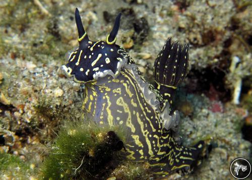 Hypselodoris picta from Greece